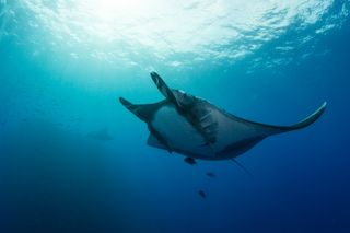 A giant manta ray swims in the Revillagigedo Archipelago, about 300 miles off Baja California, Mexico.