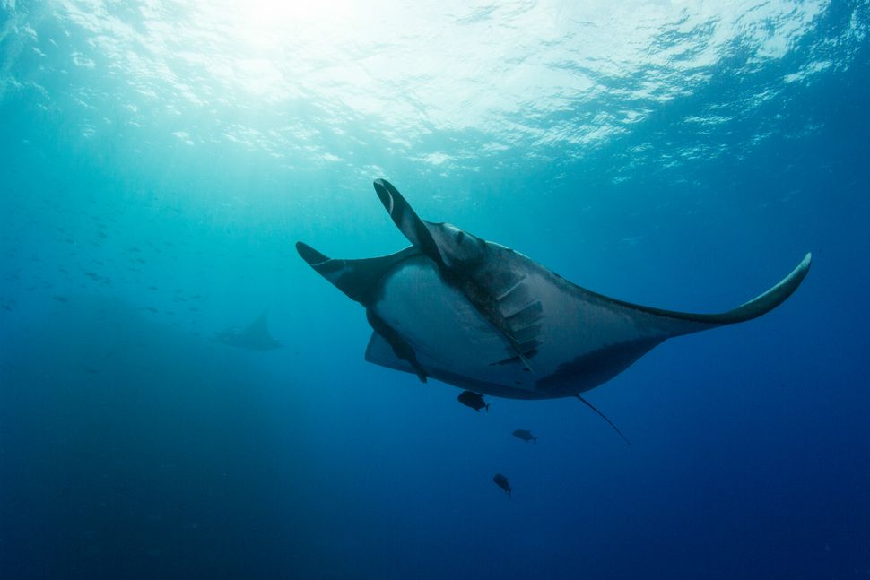 giant manta ray award winning photography