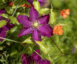 Clematis climbing plant in bloom with purple flowers