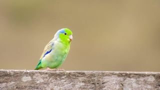 Pacific parrotlet