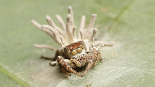 Jumping spider on the underside of a leaf with cordyceps fungus stalks growing out of its back