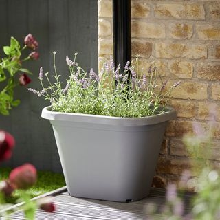 grey coloured potted plants