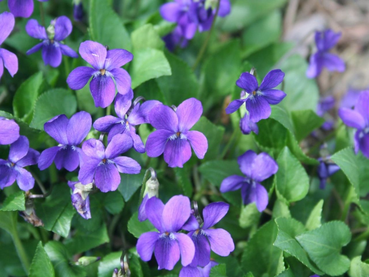 Wild Violet Flowers