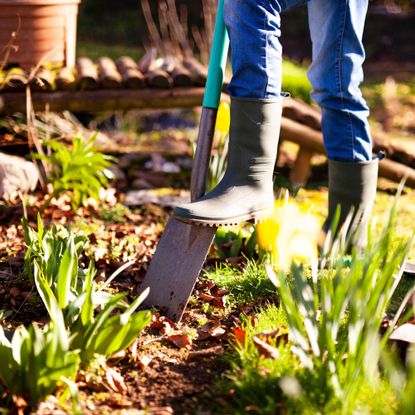 Woman digging a hole in the garden with a spade 