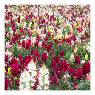 A patch of multi-colored snapdragons