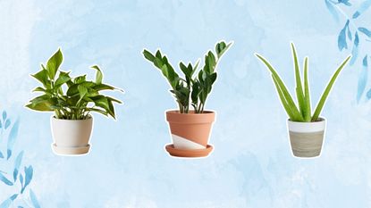 Three air purifying plants on a blue background