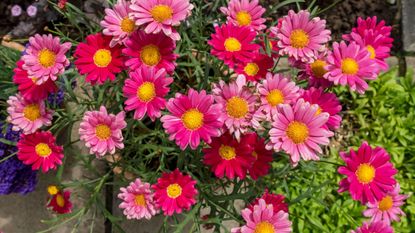 marguerites growing in vibrant pink and red patio display 