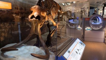 A wooly mammoth skeleton in the National Fossil Hall in Washington DC