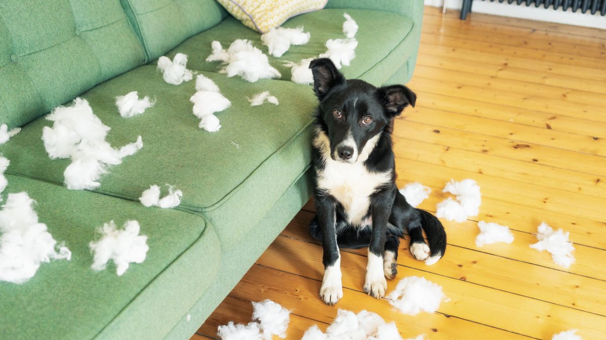 Dog looking guilty next to a torn up sofa