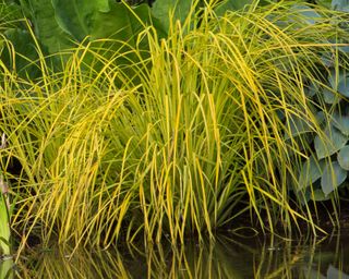 golden sedge planted at the edge of a garden pond