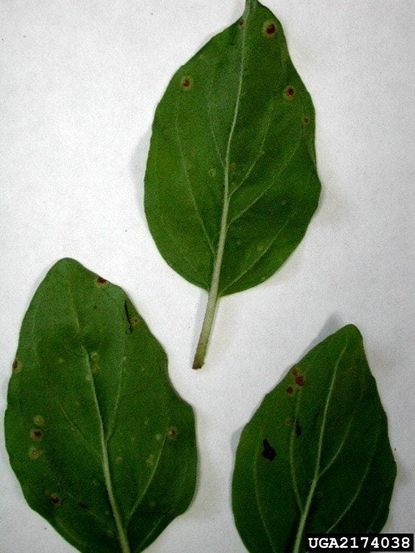 Rust On Mint Plant Leaves