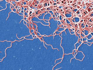 A cluster of Borrelia burgdorferi bacteria, which Lyme disease. Humans catch it when bitten by ticks. These bacteria belong to a group called spirochetes, which resemble coiled springs.