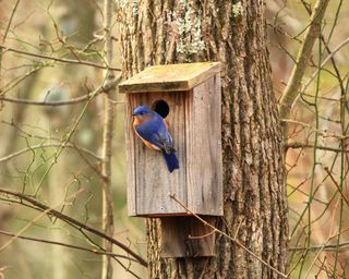 Blue bird perching on bird box