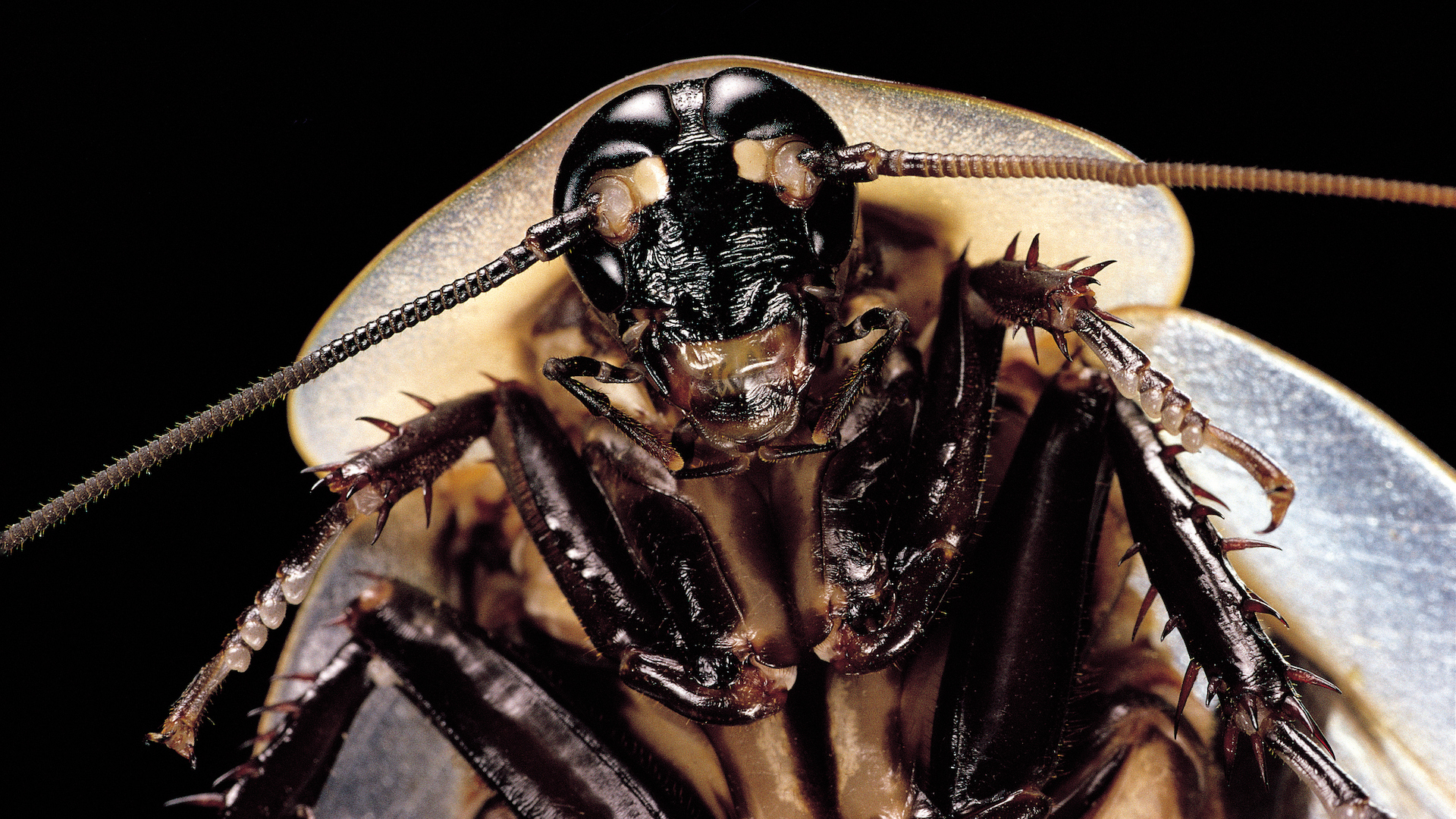 A close-up of a cockroach face and underside