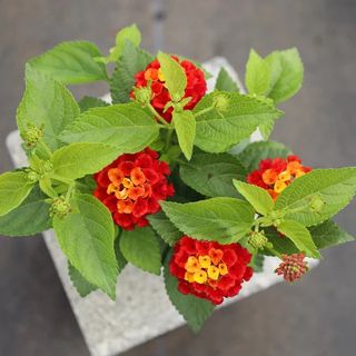 Red Lantana in flower