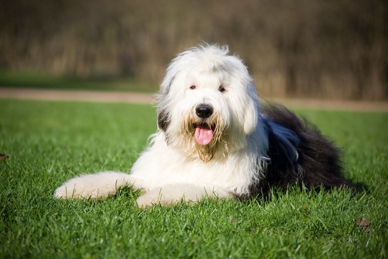 Old English sheepdog