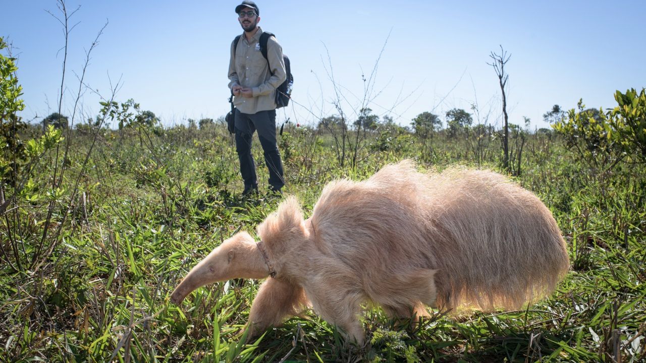 The anteater with a researchers standing behind him.