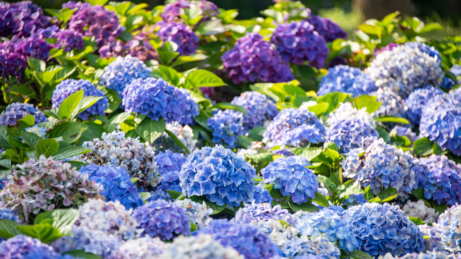 Blue and purple hydrangea macrophylla