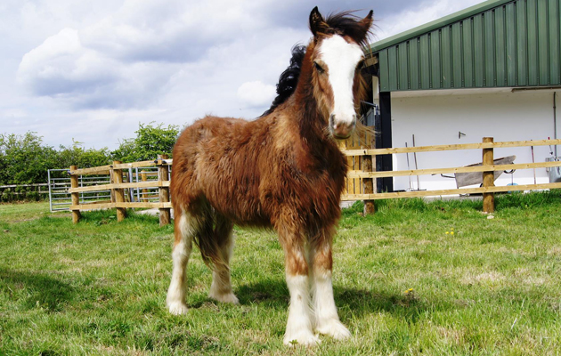 abandoned foal