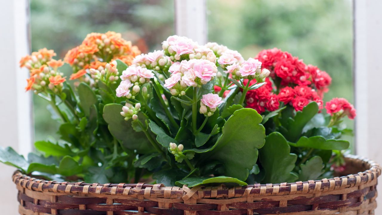 Kalanchoe plants