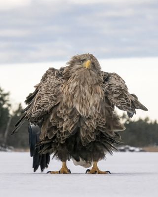 White-tailed eagle ruffling its feathers