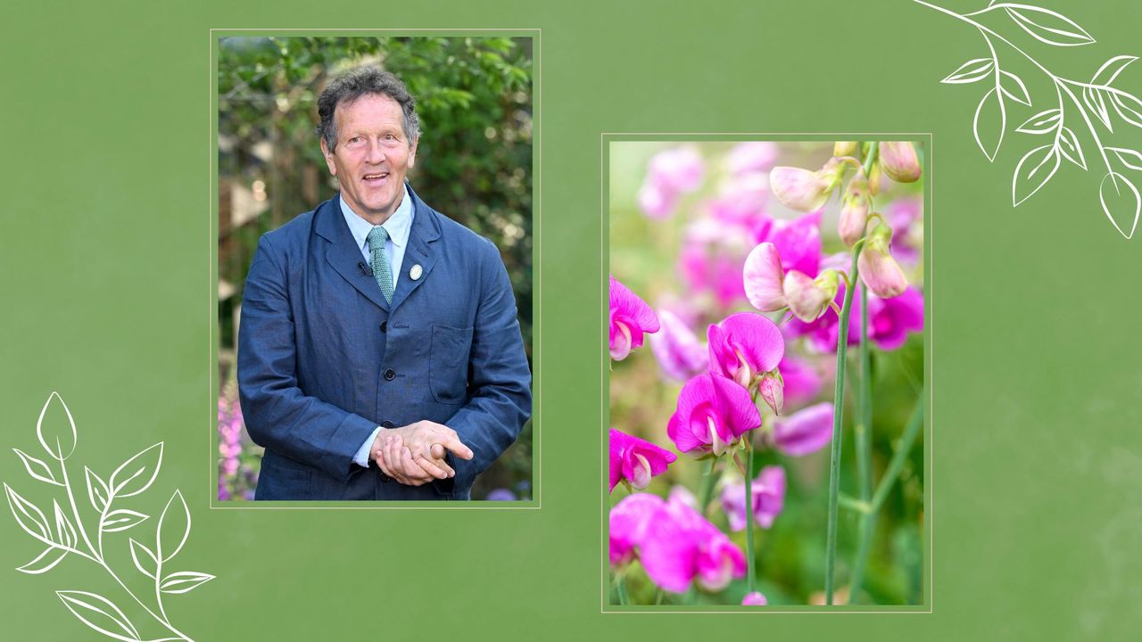 composite of professional gardener Monty Don and close up of sweet peas to support Monty Don&#039;s sweet peas advice