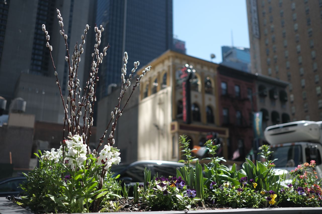 Flowers in and around New York City taken with the FujiFilm X-T5