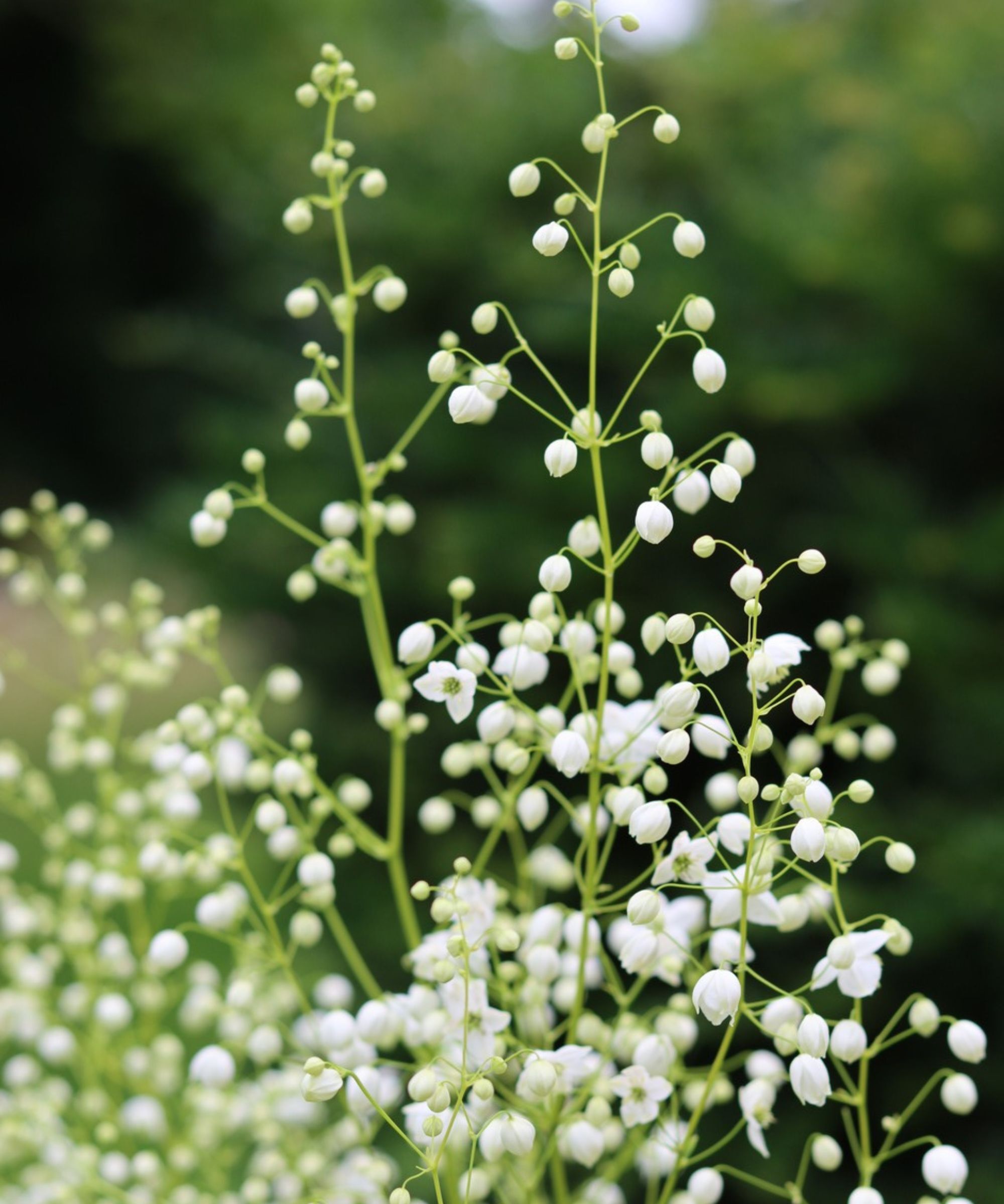 White Thalictrum