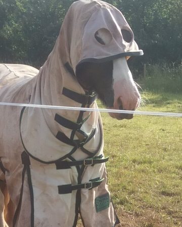 “Molly is a 10-year-old cob x Arab who loves jumping, going fast and playing peek a boo.” — Robbyn McClements