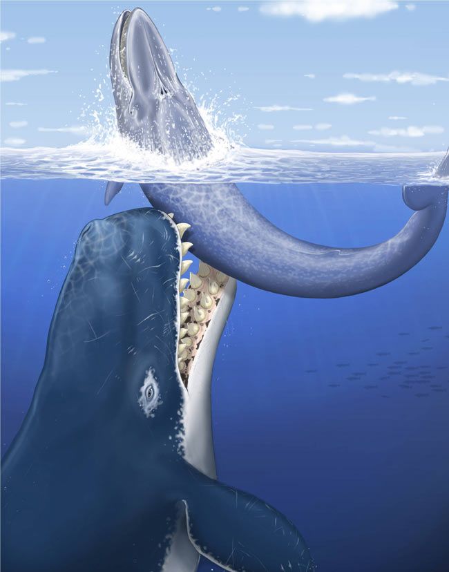 Gigantic Prehistoric Whale Hunted Other Whales | Live Science