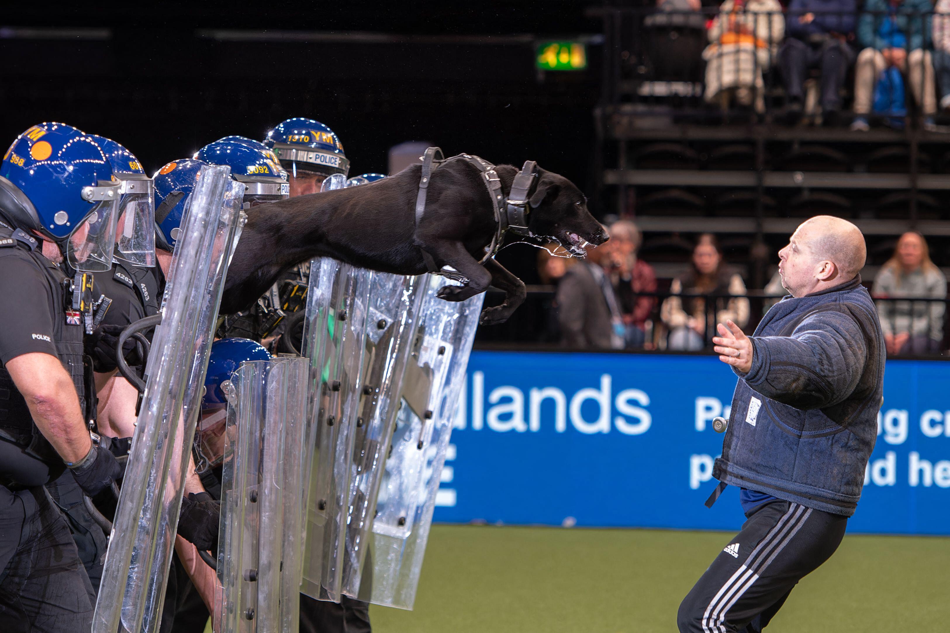 A police dog in a protective harness leaping forward during a live demonstration, vaulting over riot shields held by officers in helmets, as a trainer in protective padding stands ready in an indoor arena.
