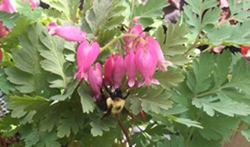 bee ob bleeding heart