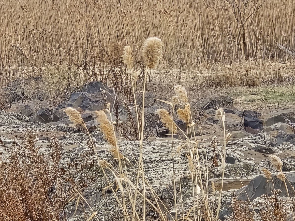 Samsung Galaxy S24 Ultra zoom sample.