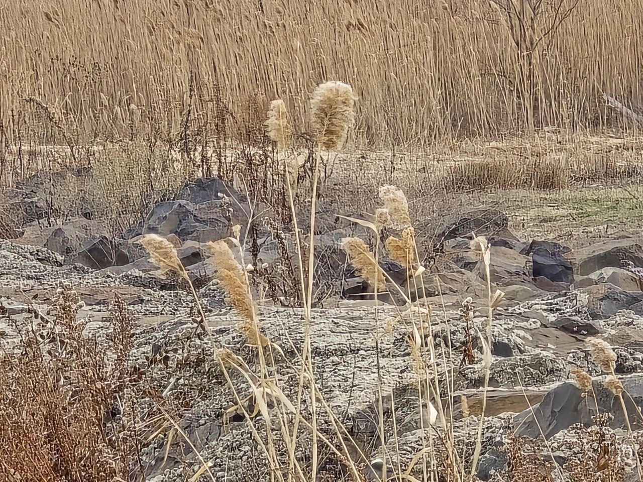 Samsung Galaxy S24 Ultra zoom sample.
