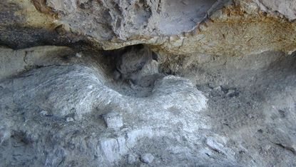 An Andean condor chick in a nest surrounded by guano.