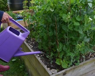 Watering healthy grpwing pea plants using a purple watering can