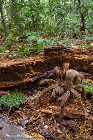 goliath birdeater spider