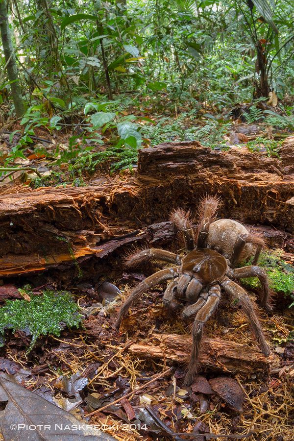 Goliath Birdeater Images of a Colossal Spider Live Science
