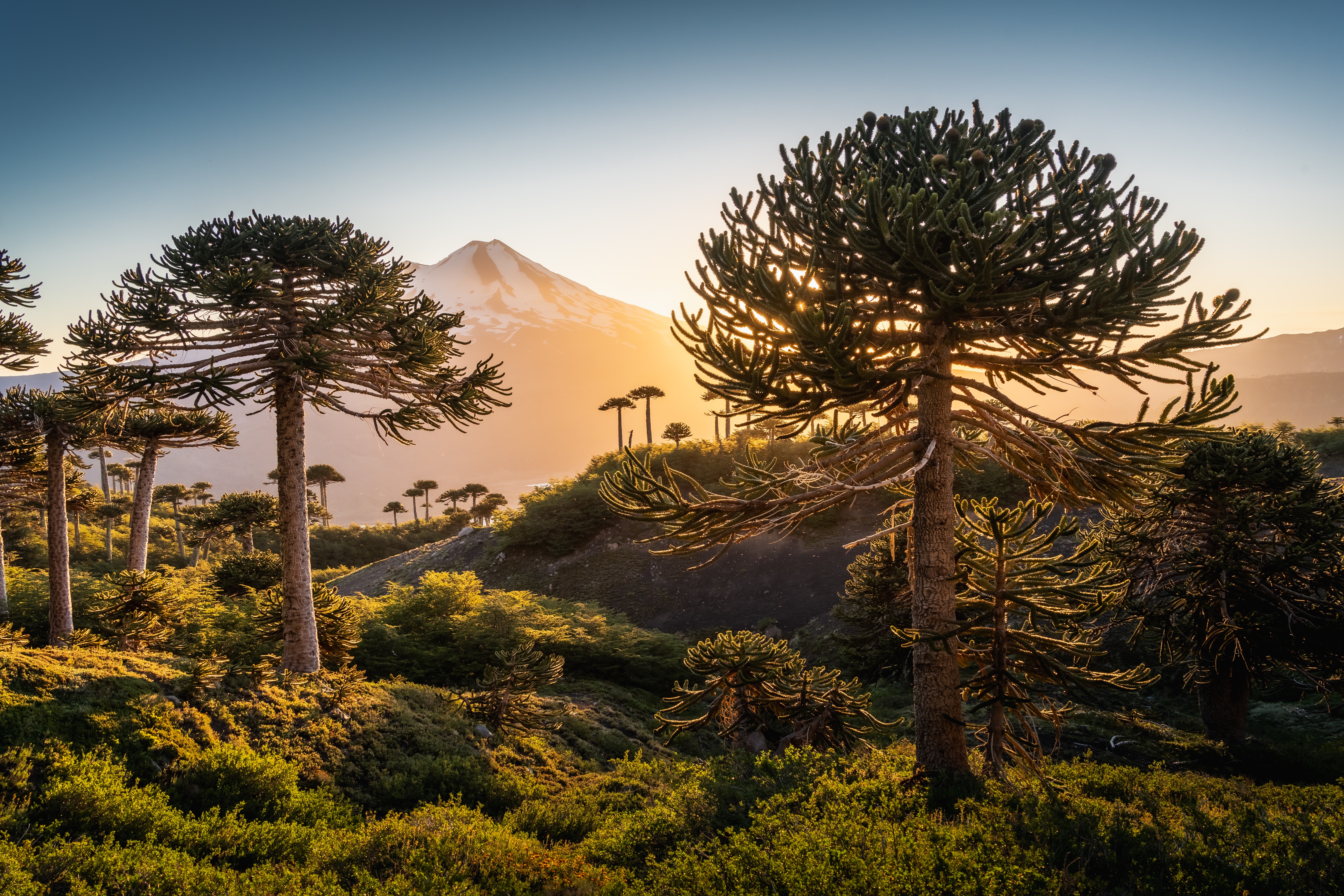 Llaima volcano and monkey puzzle trees
