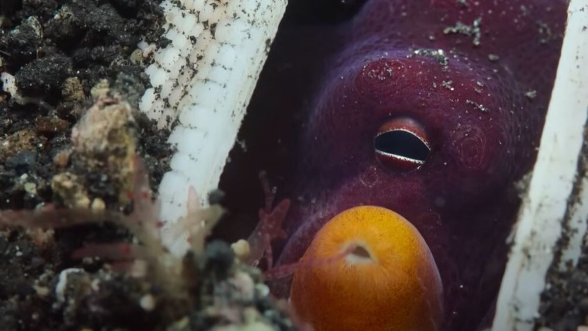 'She turns her siphon into a gun': Watch coconut octopus firing stones at fish in world-1st footage