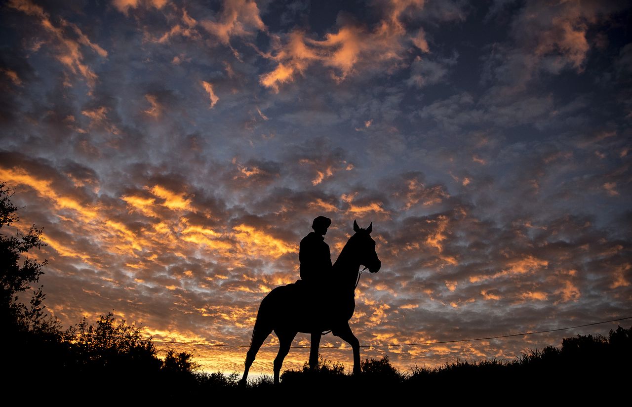 Leapaway (ridden by Sean Houlihan) takes in the dawn light at Philip Hobbs&#039;s Sandhill racing stables in Somerset was one of Edward Whitaker&#039;s winning images.