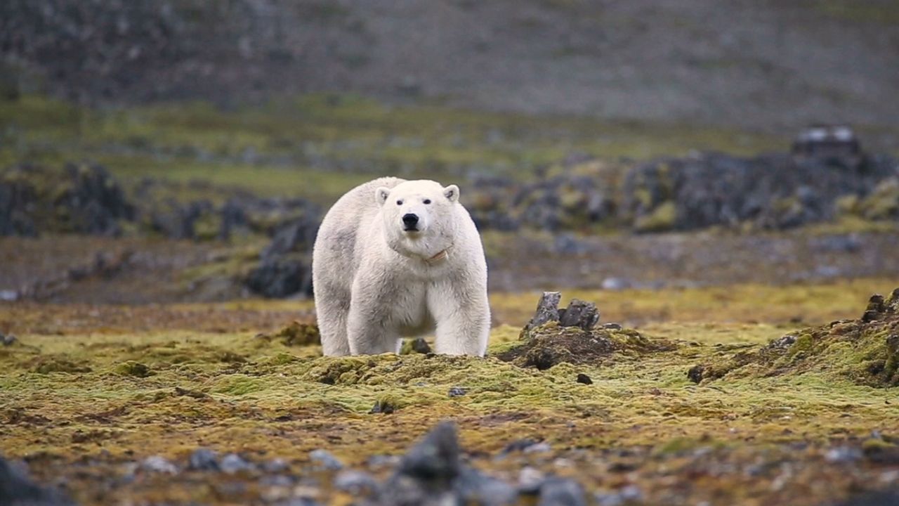 Some polar bears are adapting to their melting habitat. Will it be enough to save the iconic species?