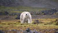 A large white bear walks on its four paws across a green and brown tundra landscape