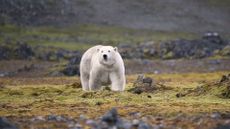 A large white bear walks on its four paws across a green and brown tundra landscape
