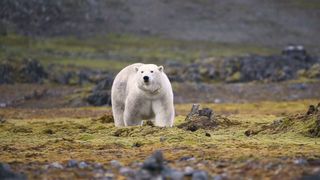 A large white bear walks on its four paws across a green and brown tundra landscape