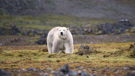 A large white bear walks on its four paws across a green and brown tundra landscape