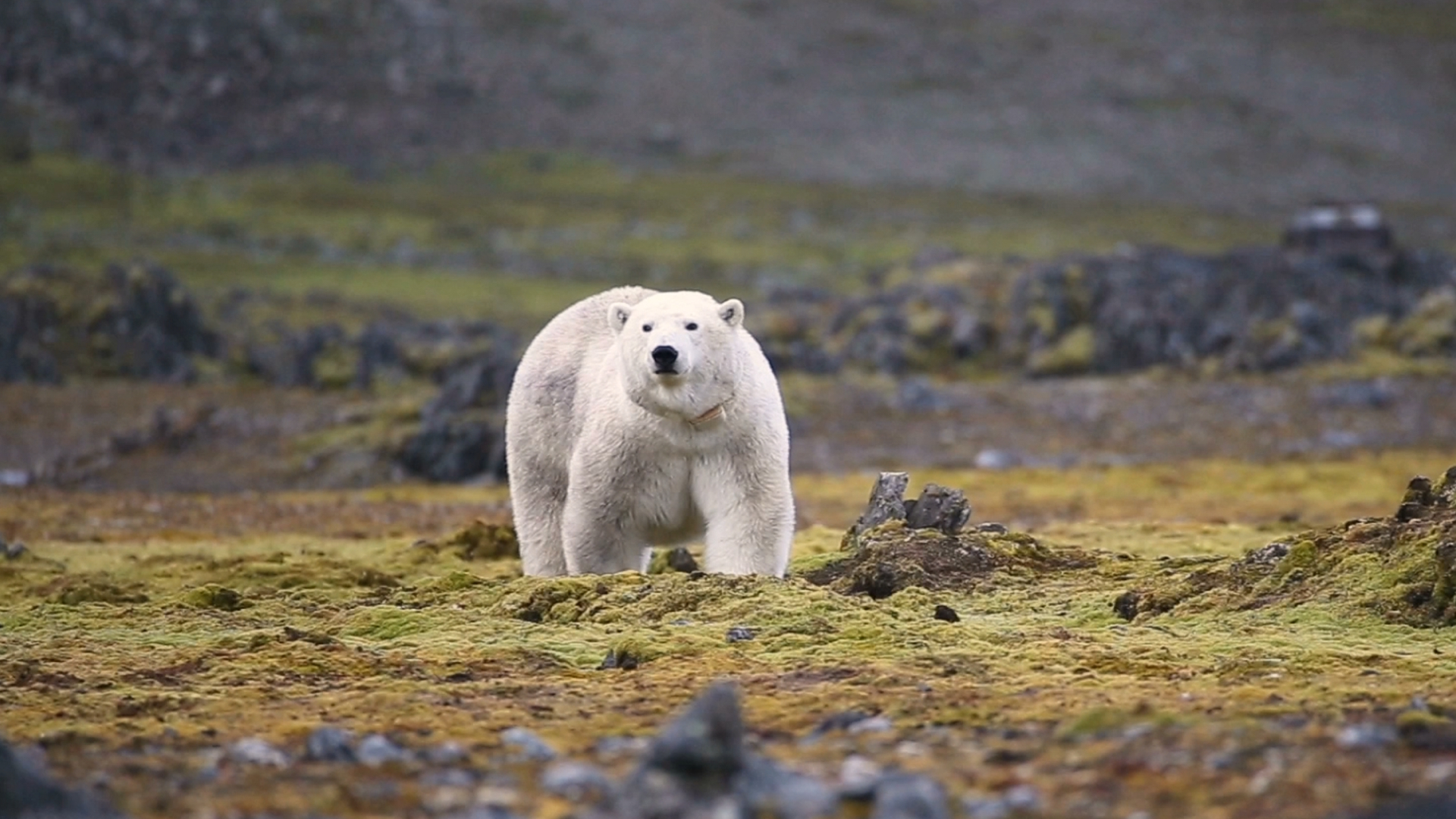 A large white bear walks on its four paws across a green and brown tundra landscape