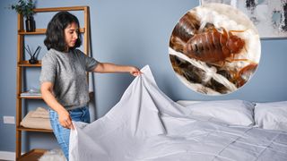 A woman stands next to a bed as she dresses the mattress in white bed sheets. In the top right corner is an ident showing a close up of bed bugs
