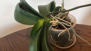 An orchid which is tilting out of the container as it grows