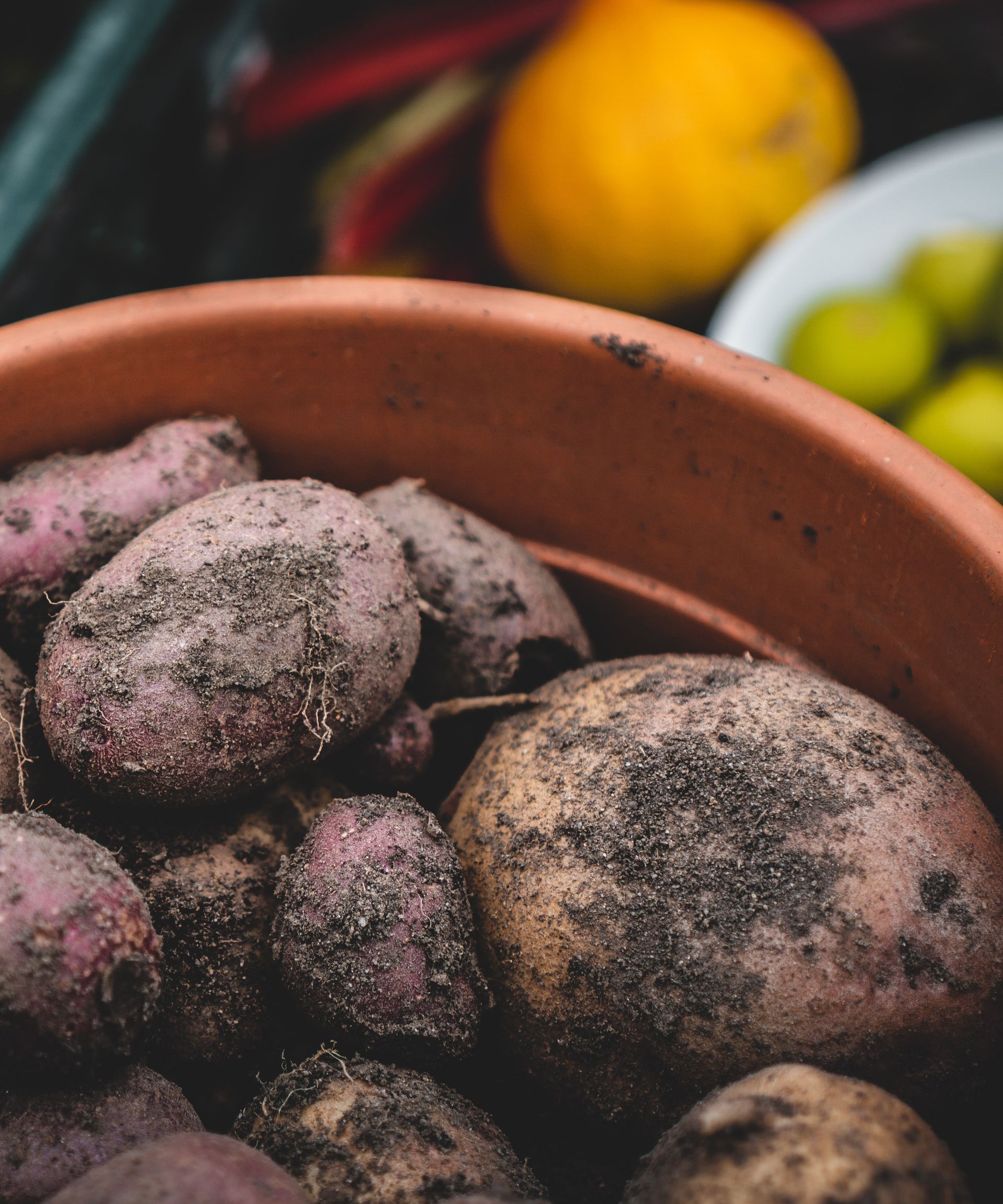 Monty Don’s potato planting tips for a tasty crop Homes & Gardens